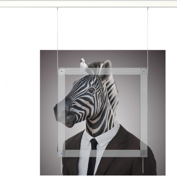 Zebra portrait mounted with ArtiTeq Back Frame kit and suspended by two clear perlon wires from a white Click Rail.